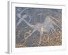 Petroglyphs or Rock Engravings, Twyfelfontein, UNESCO World Heritage Site, Damaraland, Namibia-Nico Tondini-Framed Photographic Print