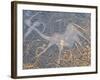 Petroglyphs or Rock Engravings, Twyfelfontein, UNESCO World Heritage Site, Damaraland, Namibia-Nico Tondini-Framed Photographic Print