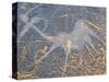 Petroglyphs or Rock Engravings, Twyfelfontein, UNESCO World Heritage Site, Damaraland, Namibia-Nico Tondini-Stretched Canvas