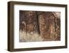 Petroglyphs, Parowan Gap, Iron County, Utah, United States of America, North America-Richard Cummins-Framed Photographic Print