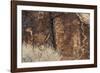 Petroglyphs, Parowan Gap, Iron County, Utah, United States of America, North America-Richard Cummins-Framed Photographic Print