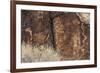 Petroglyphs, Parowan Gap, Iron County, Utah, United States of America, North America-Richard Cummins-Framed Photographic Print