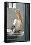 Petros the Pelican, Chora, Mykonos, Greece-David Noyes-Framed Stretched Canvas