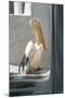 Petros the Pelican, Chora, Mykonos, Greece-David Noyes-Mounted Photographic Print