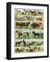 Pets, Dogs, Cows, Horses, Sheep and Goats, Pigs and Rabbits. Lithograph from 19Th Century Illustrat-null-Framed Giclee Print