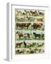 Pets, Dogs, Cows, Horses, Sheep and Goats, Pigs and Rabbits. Lithograph from 19Th Century Illustrat-null-Framed Giclee Print