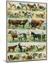 Pets, Dogs, Cows, Horses, Sheep and Goats, Pigs and Rabbits. Lithograph from 19Th Century Illustrat-null-Mounted Giclee Print