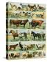 Pets, Dogs, Cows, Horses, Sheep and Goats, Pigs and Rabbits. Lithograph from 19Th Century Illustrat-null-Stretched Canvas