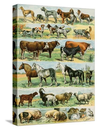 Stretched Canvas Print, , large