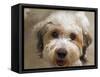 Pets Going Humane-Richard Vogel-Framed Stretched Canvas