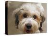 Pets Going Humane-Richard Vogel-Stretched Canvas