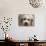 Pets Going Humane-Richard Vogel-Photographic Print displayed on a wall