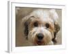 Pets Going Humane-Richard Vogel-Framed Photographic Print