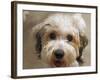 Pets Going Humane-Richard Vogel-Framed Photographic Print