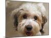 Pets Going Humane-Richard Vogel-Mounted Photographic Print