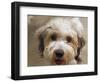 Pets Going Humane-Richard Vogel-Framed Photographic Print