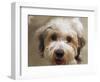 Pets Going Humane-Richard Vogel-Framed Photographic Print