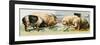 Pets, Pigs Breeds. Lithography Based on 19Th Century Illustration.-null-Framed Giclee Print