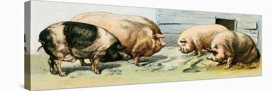 Pets, Pigs Breeds. Lithography Based on 19Th Century Illustration.-null-Stretched Canvas