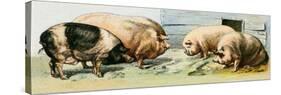 Pets, Pigs Breeds. Lithography Based on 19Th Century Illustration.-null-Stretched Canvas