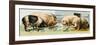 Pets, Pigs Breeds. Lithography Based on 19Th Century Illustration.-null-Framed Giclee Print