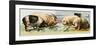 Pets, Pigs Breeds. Lithography Based on 19Th Century Illustration.-null-Framed Giclee Print