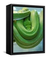Pets Special Snakes-Mark Gilliland-Framed Stretched Canvas