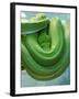 Pets Special Snakes-Mark Gilliland-Framed Photographic Print