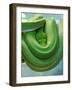 Pets Special Snakes-Mark Gilliland-Framed Photographic Print