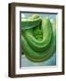 Pets Special Snakes-Mark Gilliland-Framed Photographic Print