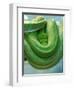 Pets Special Snakes-Mark Gilliland-Framed Photographic Print