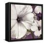 Petunia Array 1-Jurgen Gottschlag-Framed Stretched Canvas