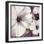 Petunia Array 1-Jurgen Gottschlag-Framed Art Print