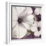 Petunia Array 1-Jurgen Gottschlag-Framed Art Print