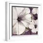 Petunia Array 1-Jurgen Gottschlag-Framed Art Print