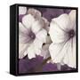 Petunia Array 2-Jurgen Gottschlag-Framed Stretched Canvas