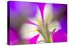 Petunia flower viewed from below-Adam Jones-Stretched Canvas