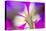 Petunia flower viewed from below-Adam Jones-Stretched Canvas