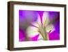 Petunia flower viewed from below-Adam Jones-Framed Photographic Print