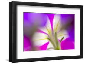 Petunia flower viewed from below-Adam Jones-Framed Photographic Print