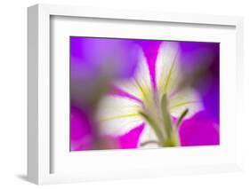 Petunia flower viewed from below-Adam Jones-Framed Photographic Print