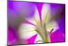 Petunia flower viewed from below-Adam Jones-Mounted Photographic Print