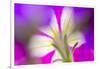 Petunia flower viewed from below-Adam Jones-Framed Photographic Print