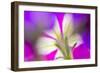 Petunia flower viewed from below-Adam Jones-Framed Photographic Print