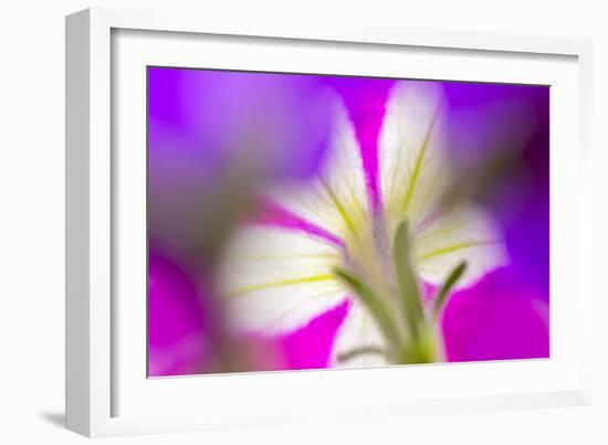 Petunia flower viewed from below-Adam Jones-Framed Photographic Print