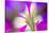 Petunia flower viewed from below-Adam Jones-Stretched Canvas