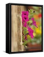 Petunia Flowers on Wall, Tuscany, Italy-Adam Jones-Framed Stretched Canvas