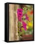 Petunia Flowers on Wall, Tuscany, Italy-Adam Jones-Framed Stretched Canvas