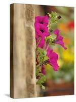 Petunia Flowers on Wall, Tuscany, Italy-Adam Jones-Stretched Canvas