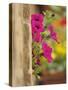 Petunia Flowers on Wall, Tuscany, Italy-Adam Jones-Stretched Canvas